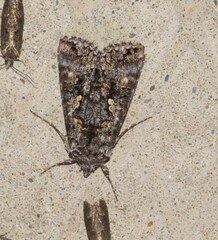 Syngrapha octoscripta