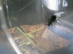 Cicindelinae