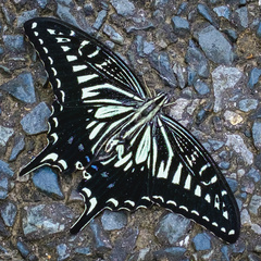 Papilio xuthus