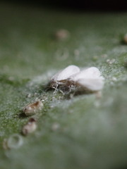 Siphoninus phillyreae