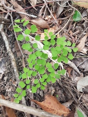 Adiantum aethiopicum