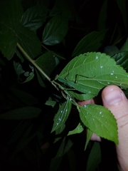 Miomantis caffra