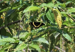 Papilio garamas garamas