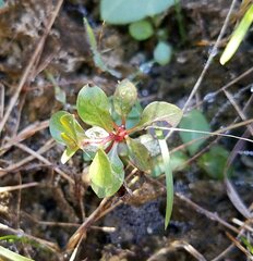 Ludwigia microcarpa