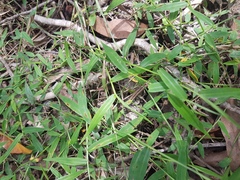 Ottochloa gracillima