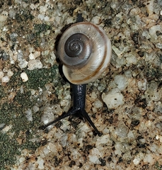 Sonorelix borregoensis