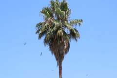 Cypsiurus parvus