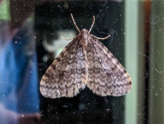 Operophtera occidentalis