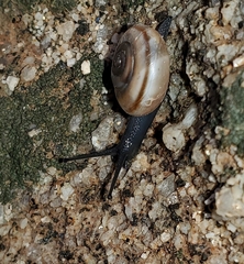 Sonorelix borregoensis