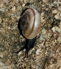 Sonorelix borregoensis