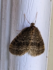 Operophtera occidentalis