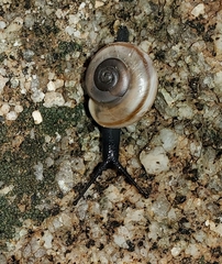 Sonorelix borregoensis