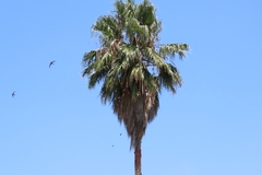 Cypsiurus parvus