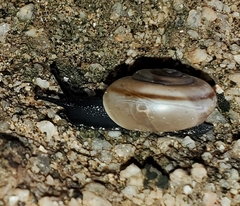 Sonorelix borregoensis