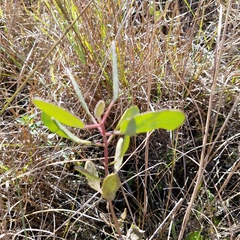 Eupatorium mikanioides