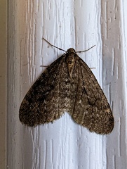 Operophtera occidentalis