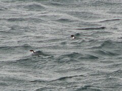 Synthliboramphus antiquus