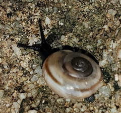 Sonorelix borregoensis