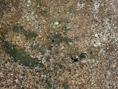 Sonorelix borregoensis