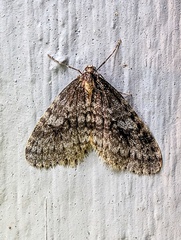 Operophtera occidentalis