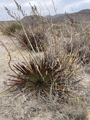 Hechtia texensis