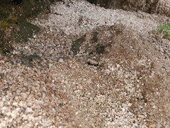 Sonorelix borregoensis