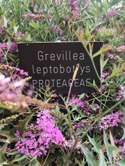 Grevillea leptobotrys
