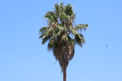 Cypsiurus parvus