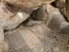 Sonorelix borregoensis