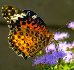 Argynnis hyperbius hyperbius