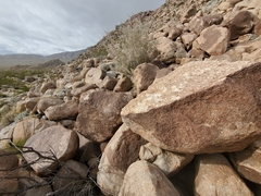 Sonorelix borregoensis