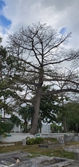 Ceiba pentandra