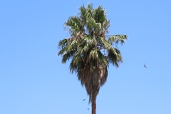 Cypsiurus parvus