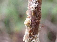 Ceroplastes sinensis