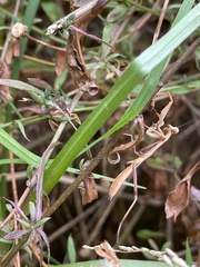 Pseudomantis albofimbriata