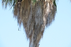 Cypsiurus parvus