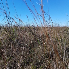 Andropogon virginicus