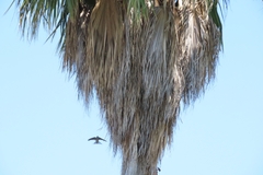 Cypsiurus parvus