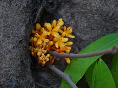 Saraca asoca