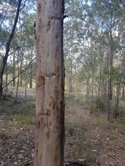 Corymbia henryi
