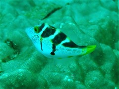 Paraluteres prionurus