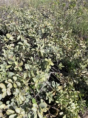 Santalum ellipticum