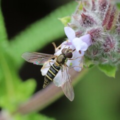 Fazia micrura