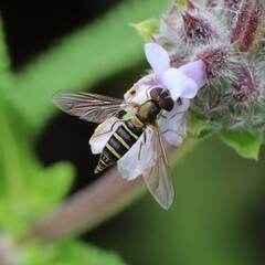 Fazia micrura