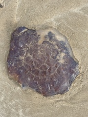 Lobonemidae