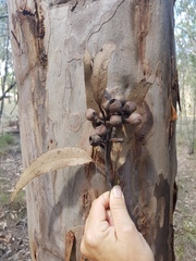 Corymbia henryi