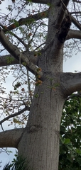 Ceiba pentandra