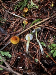 Hygrocybe singeri
