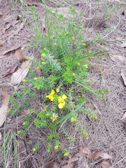 Hibbertia stricta
