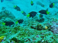 Neopomacentrus violascens